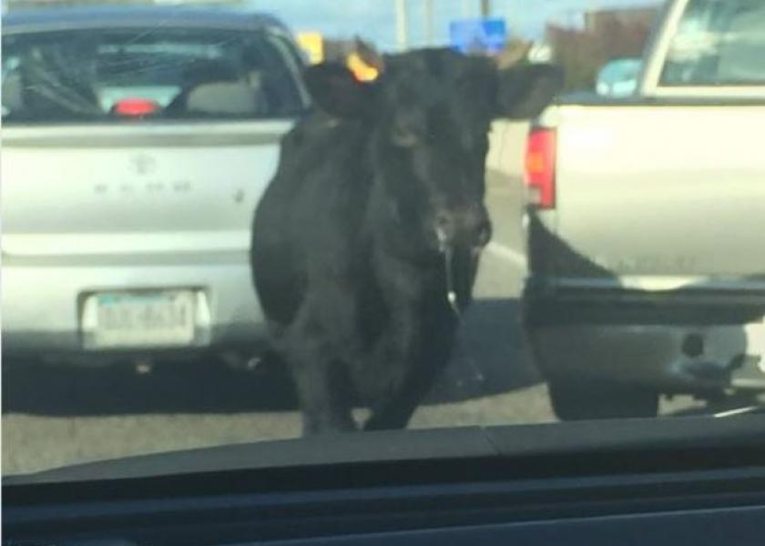 A bull ran lose in Philadelphia after escaping from a slaughterhouse.