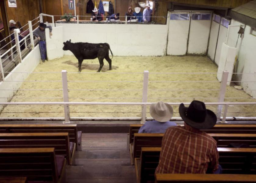 South_Dakota_Cattle_Auction