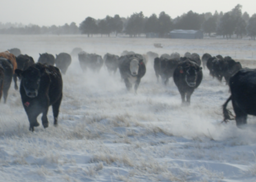 South_Dakota_Snow_Cattle