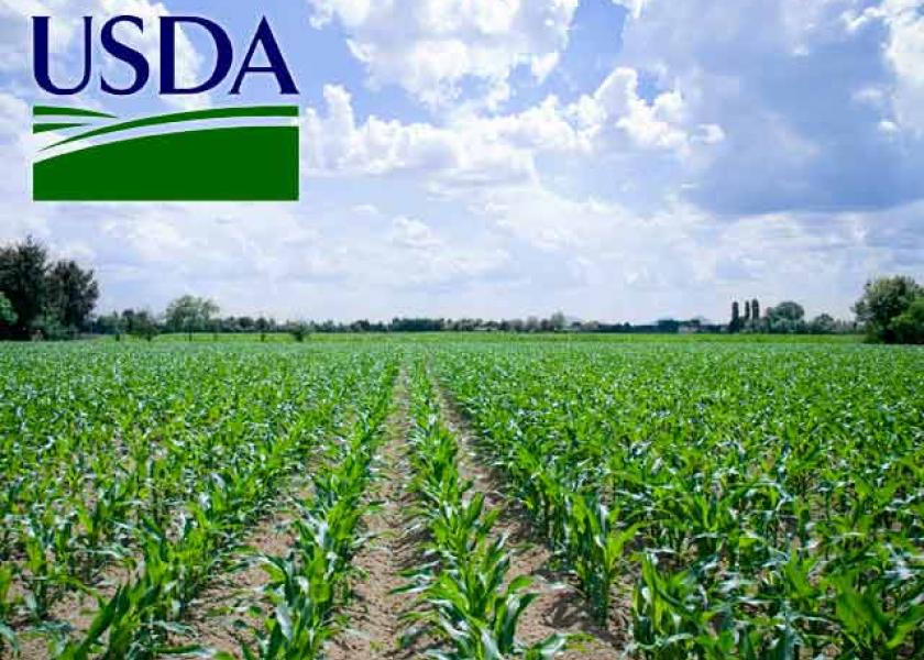 USDA-corn-field-growing
