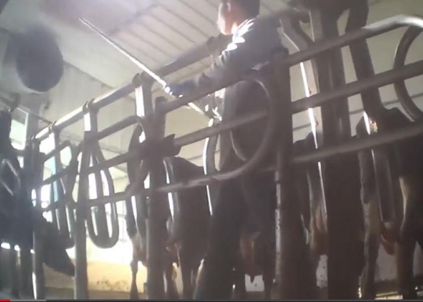 Video_of_Colo_dairy_abuse_6-11-15