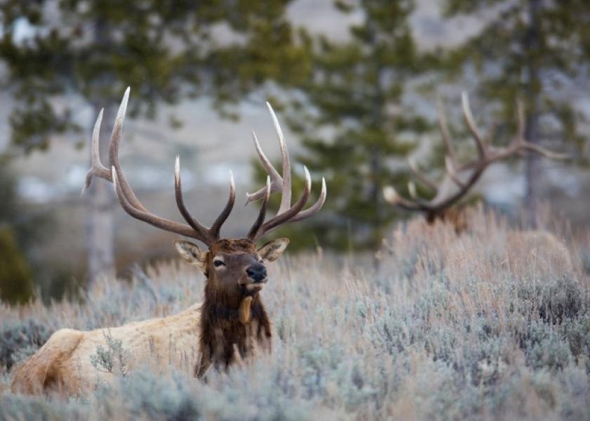 Yellowstone_Elk