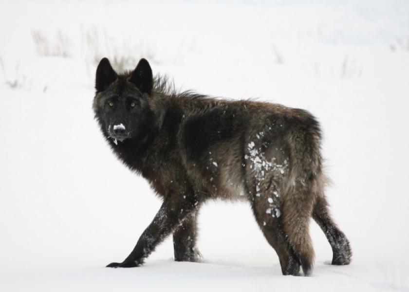 Yellowstone_Wolf_Winter