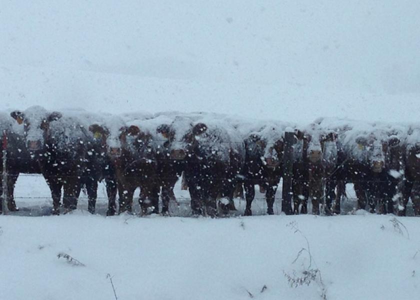 Ranchers Still Rebuilding After Last Year's Blizzard