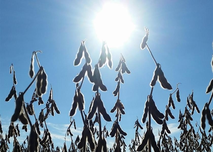 Soybeans Might Not be a Clear Winner in 2017