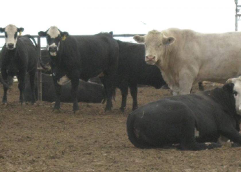 Fed Cattle Hit Record Highs for Two Consecutive Weeks