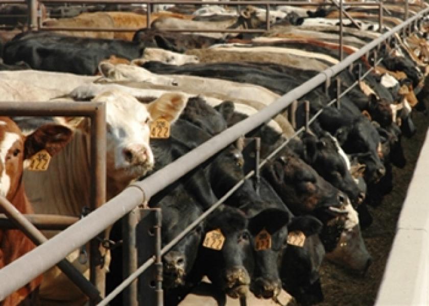 cattle feedyard 2
