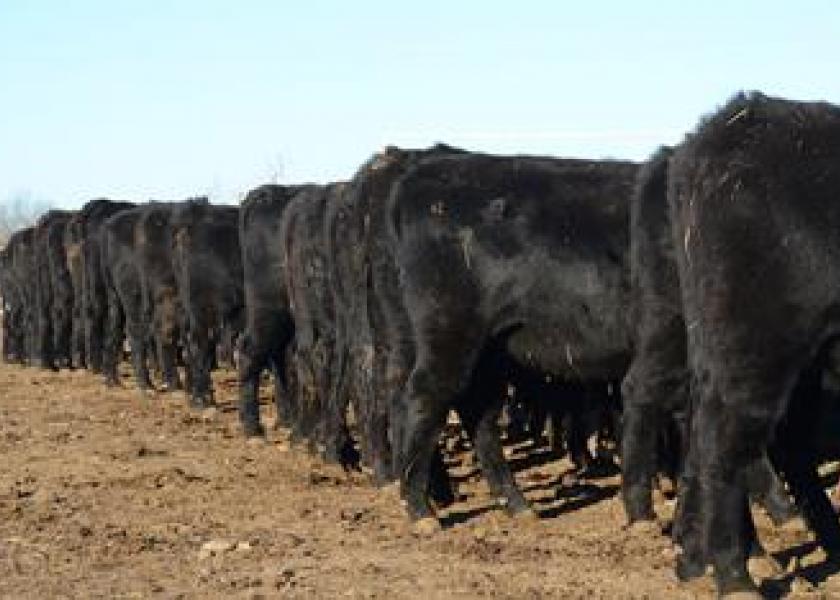 “More of the Same” on Cattle Operations