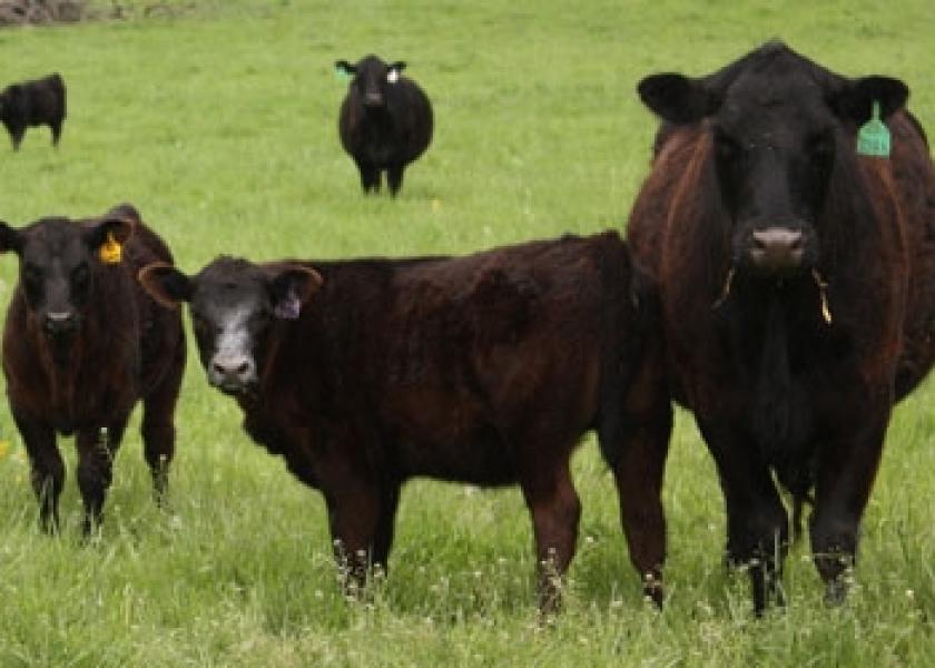 angus cow calves beef