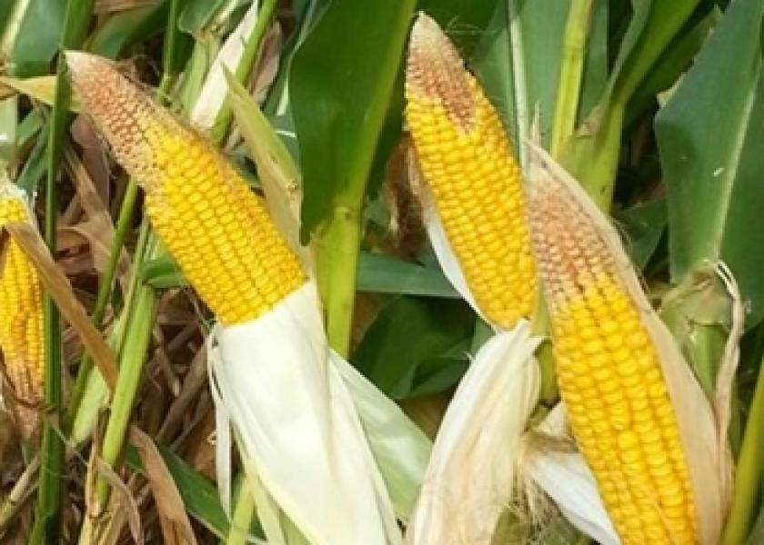 EC Iowa Corn 9 12 13