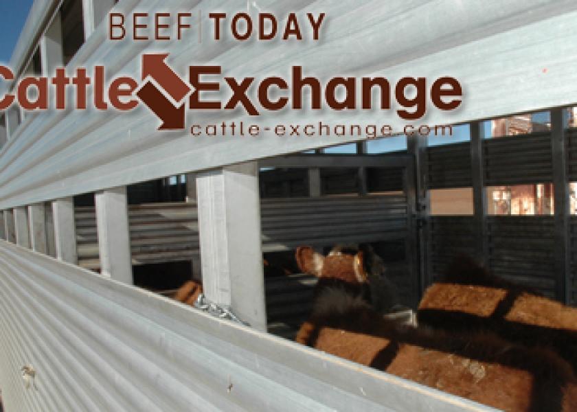 cattle exchange