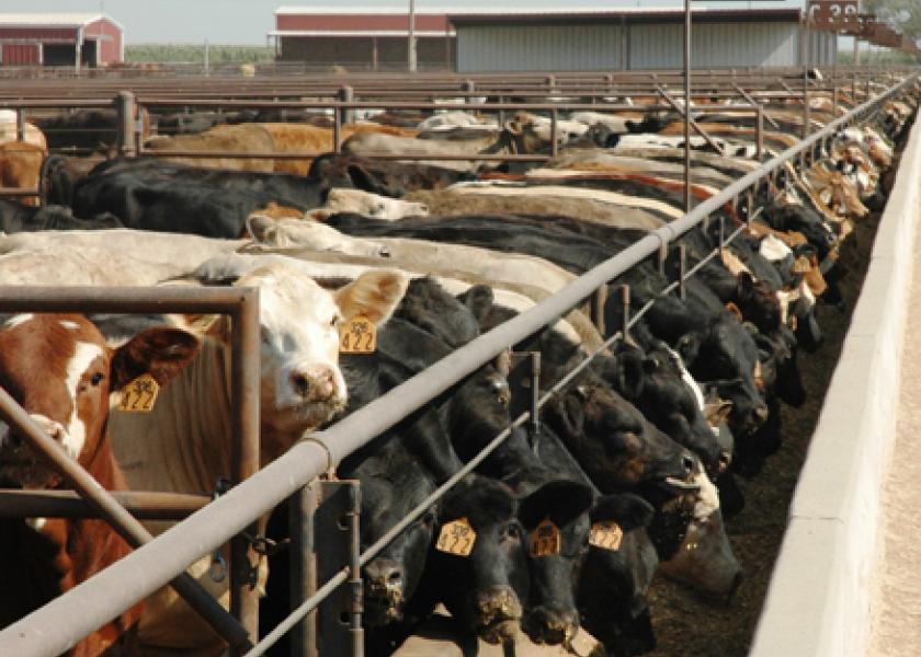 cattle feedyard 2