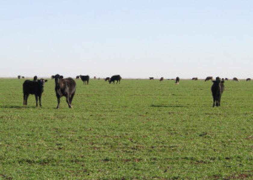 cattle grazing 002 300x234