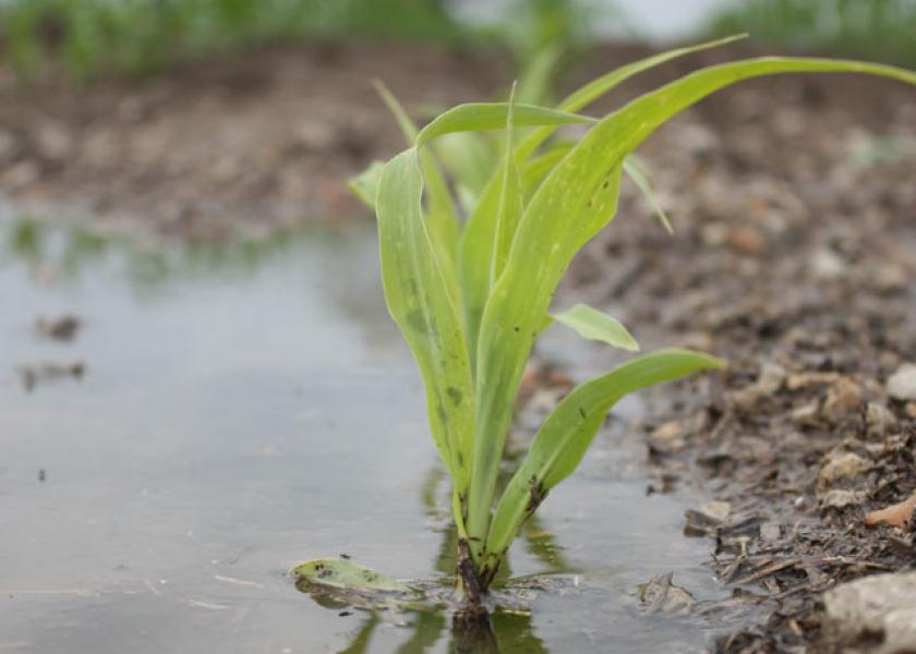corn-seedling-flooded
