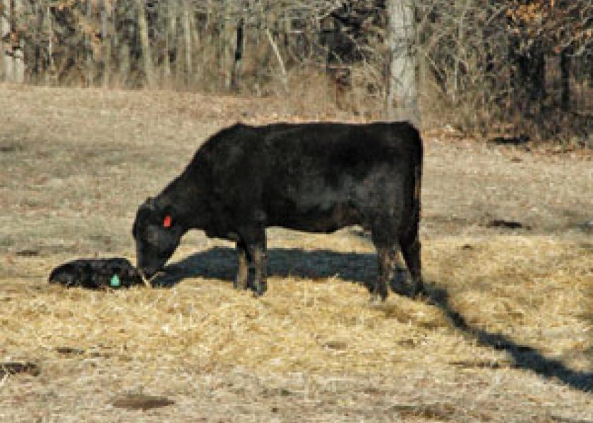 cow calf sydenstrickers