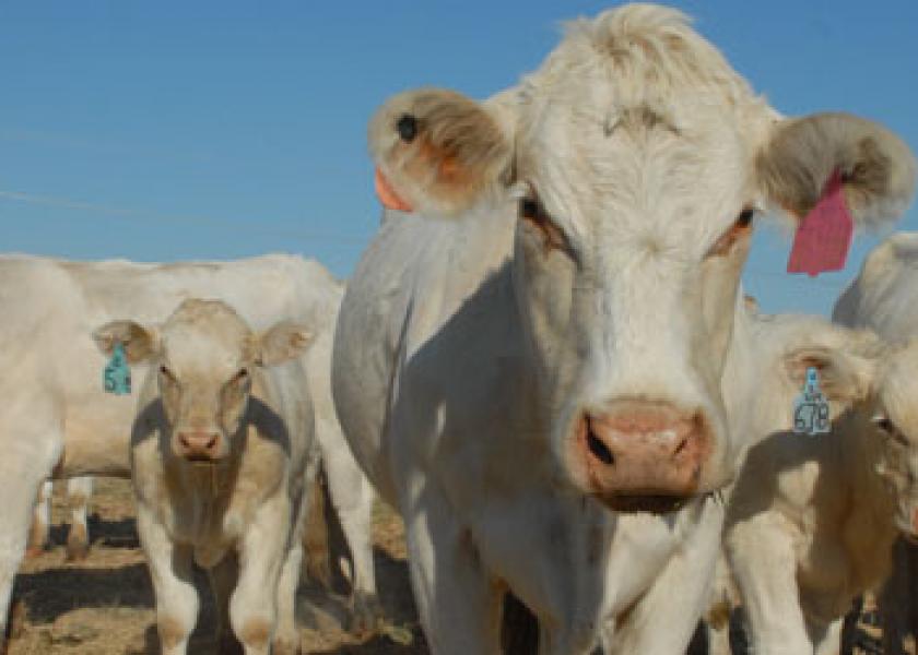 Surrogate Cows? | Drovers
