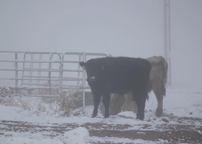 cow-in-blizzard