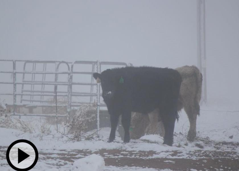 cow-in-blizzard_Play
