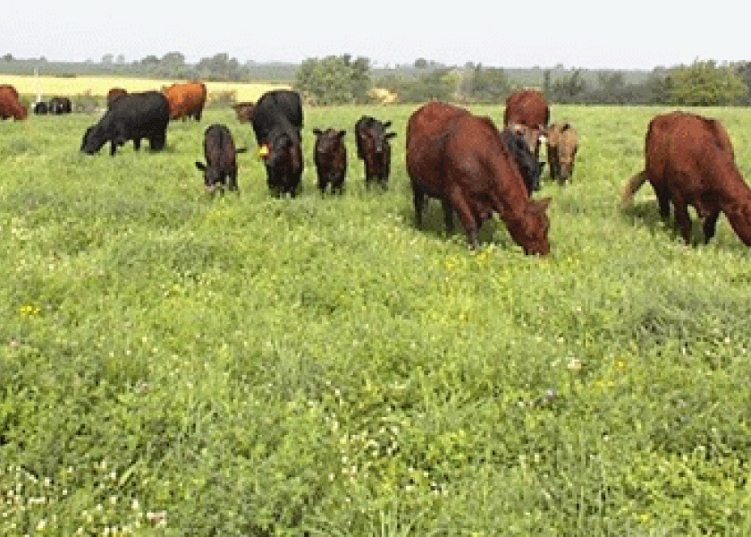 cows_grazing