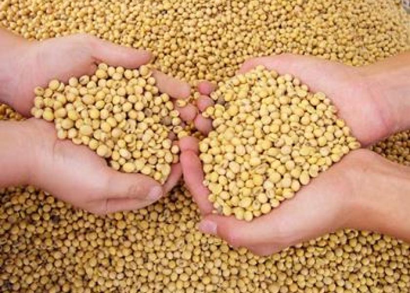 soybeans hands