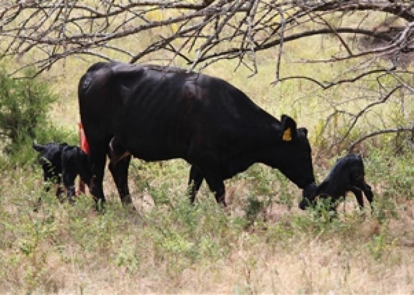 Cow-Calf Producers Should be Cautious of Twin Births