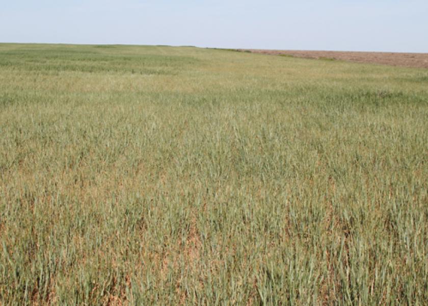 dry wheat field