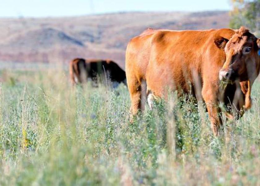 Colorado Cow on Pasture