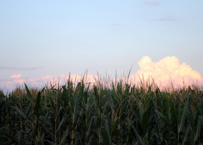 Corn, Soybean Yields Stumble In Illinois 