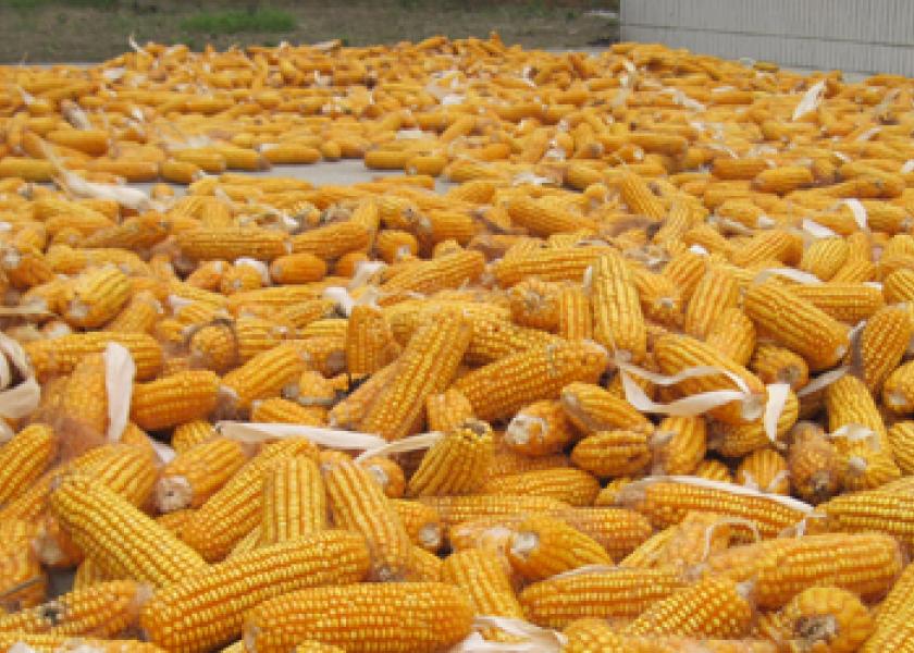 harvested corn