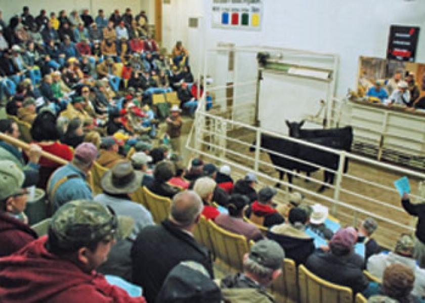 heifer auction