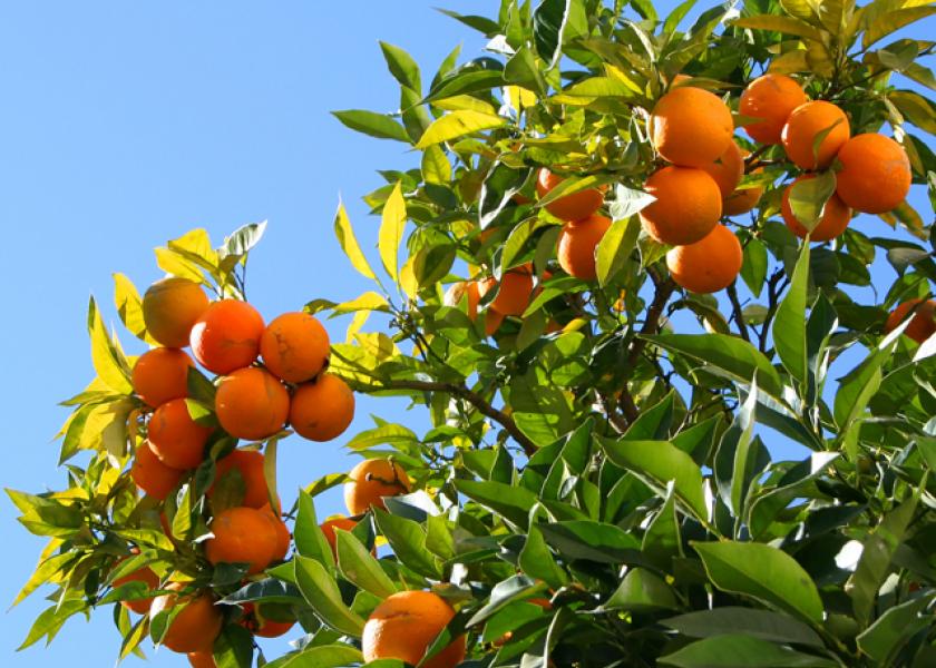 orange-tree