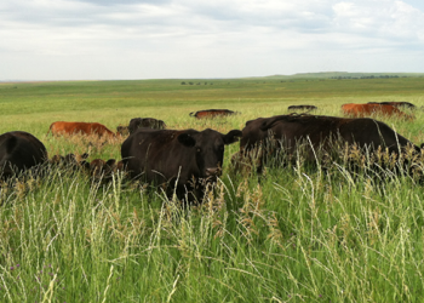 range-cattle-grazing
