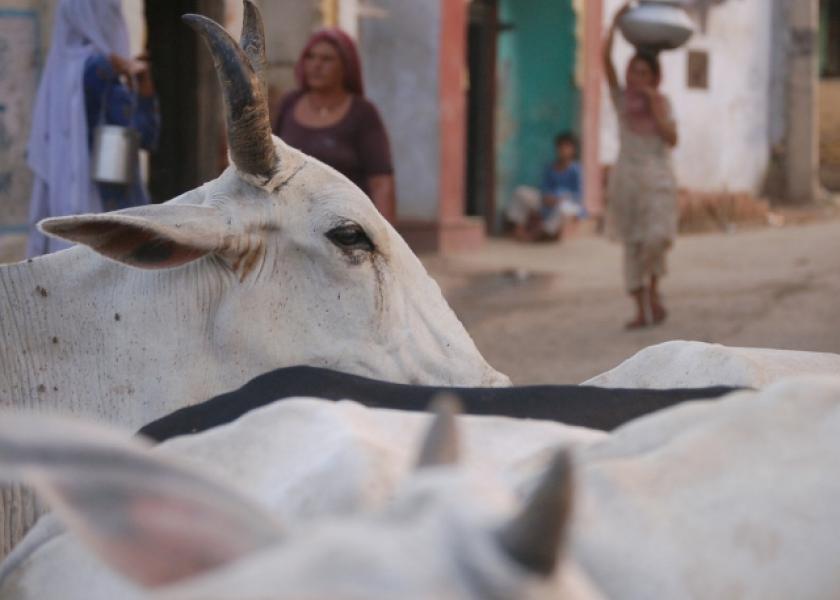 sacred-cow-India
