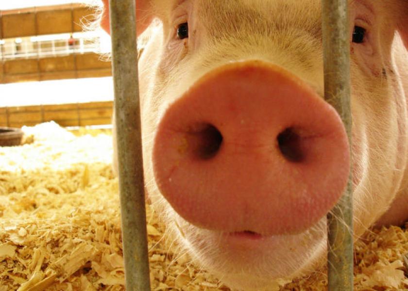 Three men arrested for pig theft