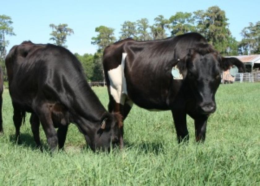 t 85 heifers grazing
